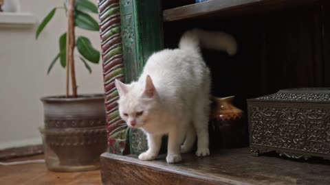 funny cat videos