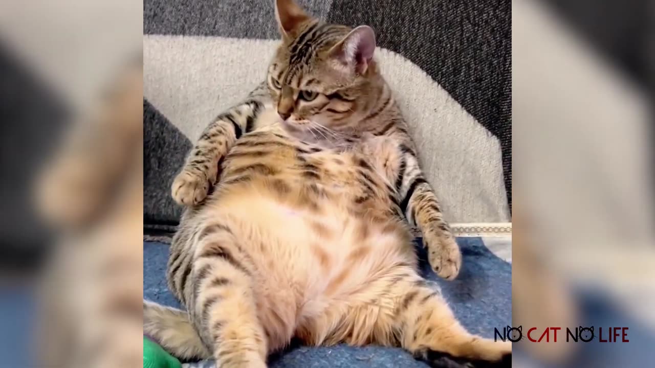 Cutest FAT CATS Compilation