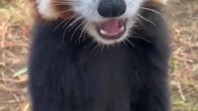 Feed cute little animals
