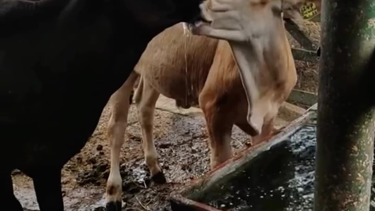 Funny cow