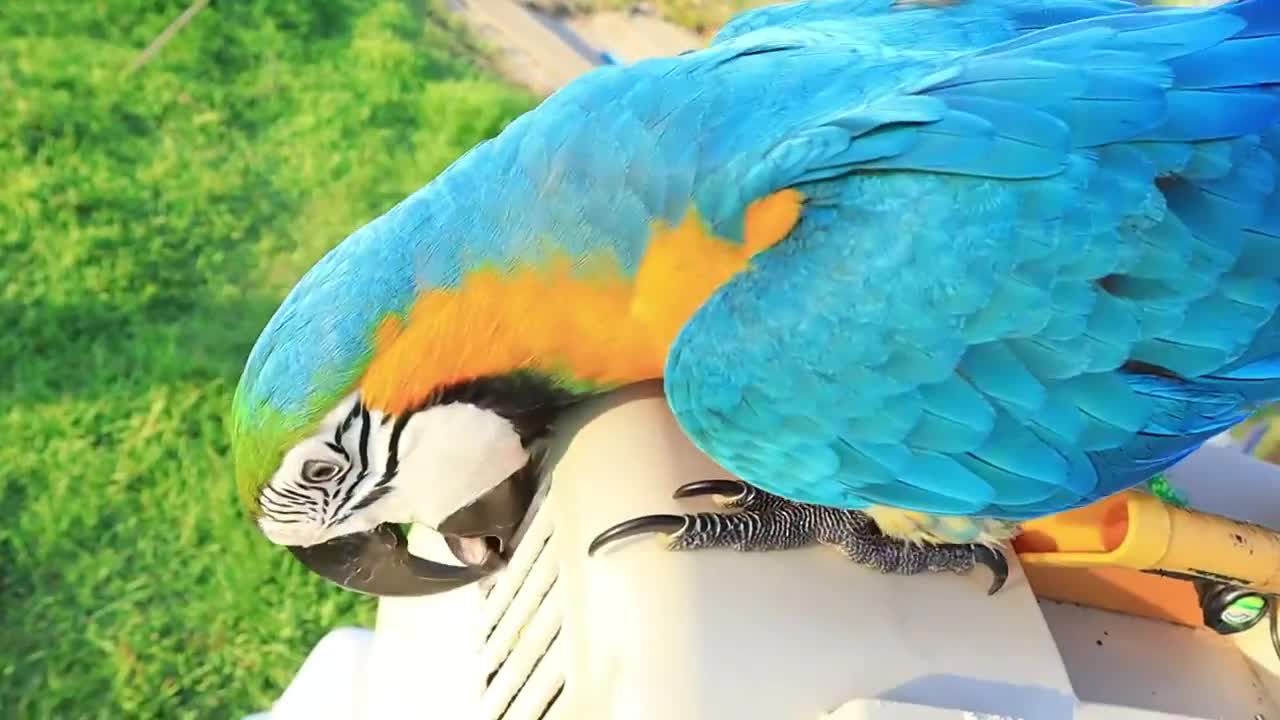 Free Flight Parrot | THAILAND