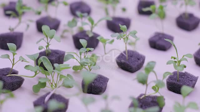 Hydroponics method of growing plants in water.