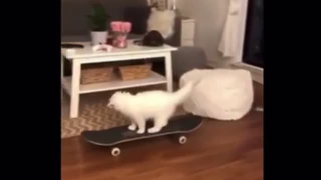 Funny animal compilations part 6