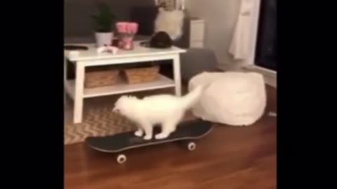 Funny animal compilations part 6