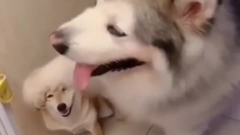THIS Dog shows that he's "THE BOSS"