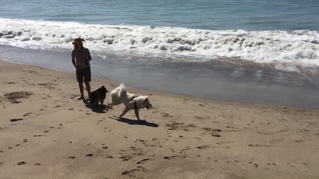 Beach Dog