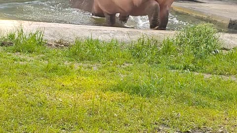 Giant hippopotamus 😱