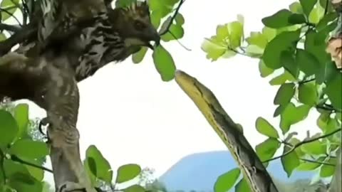 SNAKE & EAGLE