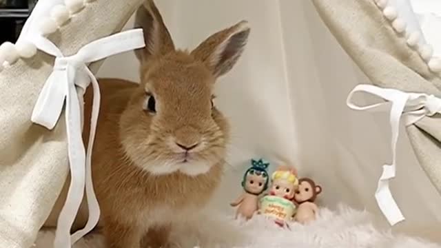 Come and have a look, this is a group of cute little animals