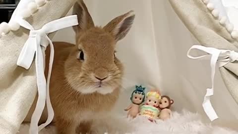 Come and have a look, this is a group of cute little animals