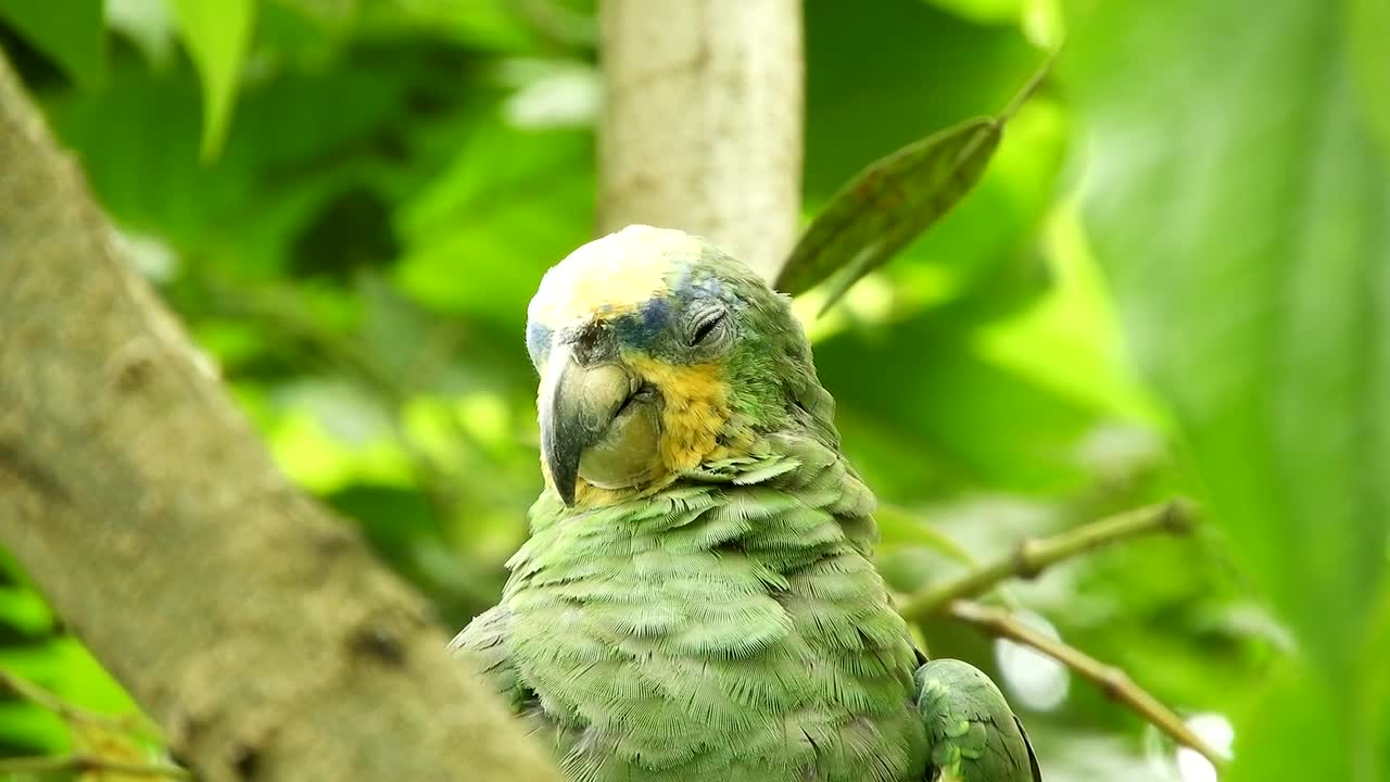 Ave Bird Parrot Peak Fauna Armenia