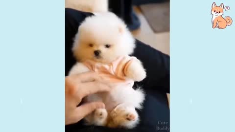 Cute and Funny Baby Dog Videos