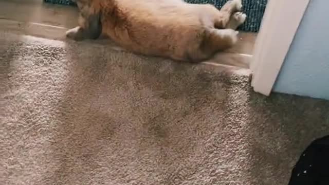 Warren is the most unbothered being I know 😂🐰❤️