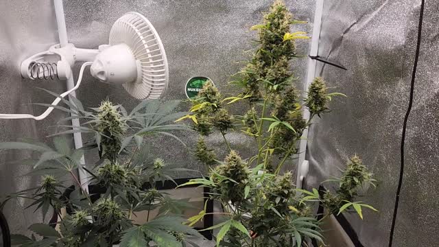 My weed is turning purple in my 3x3 grow tent. Sponsored by #Nukeheads