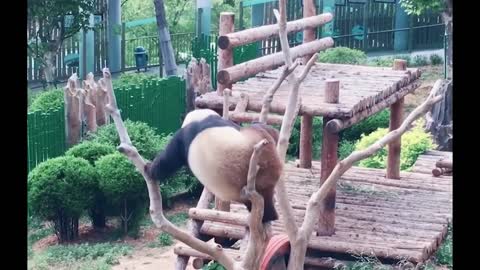 Dancing Panda