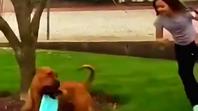 Dog funny video 😝🐶 #Dogfunnyvideo