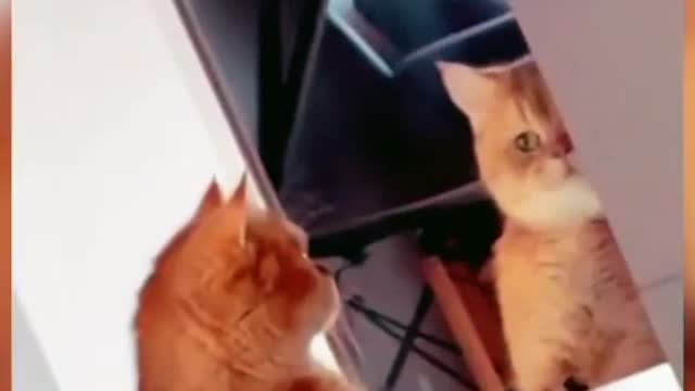 Cutee and Funny Cat videos eps 1