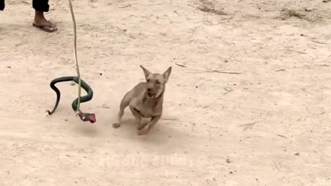 prank the innocent dog with fake lion