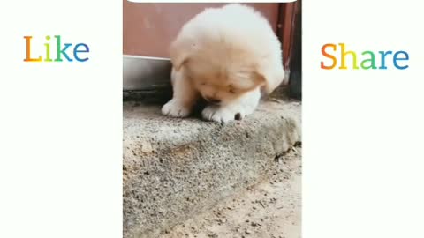 Best Funny Animal Videos Of The 2022 🤣 || Funniest Cats And Dogs Videos 😺😍