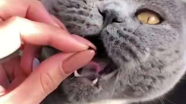 Cute baby cats complimation