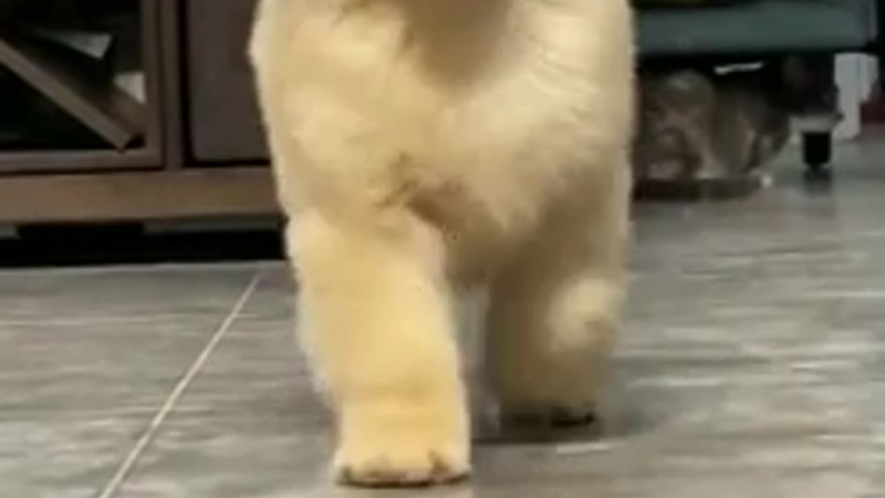 Funny Puppy - Do you think I am Cute?