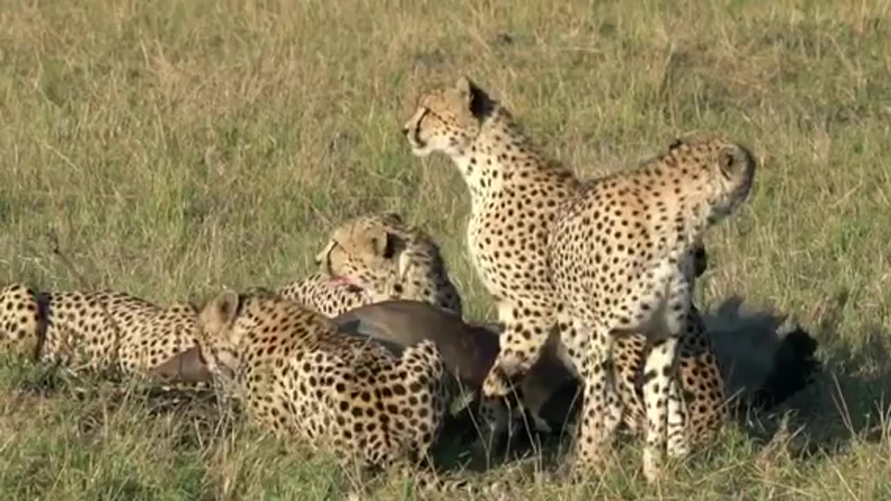 Cheetahs Takedown a Wildebeest | The Way of the Cheetah