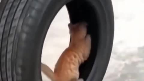 cat in the wheel 🐱