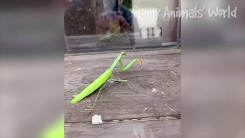 funny dogs and cats videos