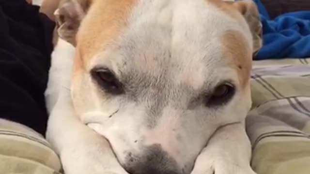 Sleepy dog isn’t ready to start her day yet