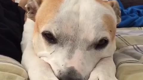 Sleepy dog isn’t ready to start her day yet