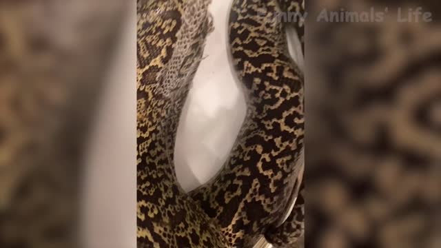 Latest Funny Wild And Farm Animals