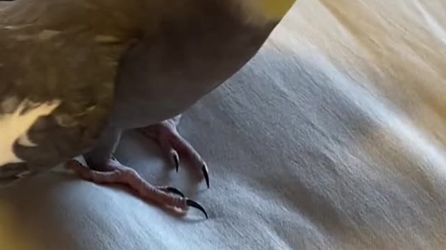Not Yum Yum getting upset he can’t eat old sock lint