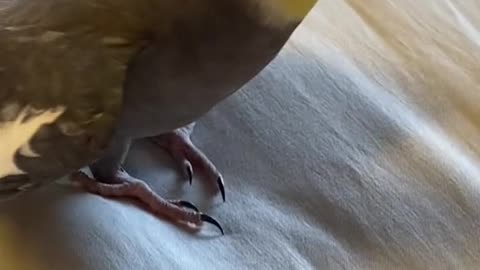 Not Yum Yum getting upset he can’t eat old sock lint
