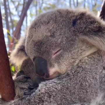 HARMONISCHE NACHTRUHE