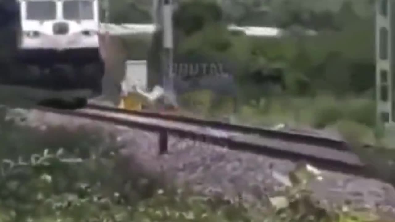 Train with Man Accident Video