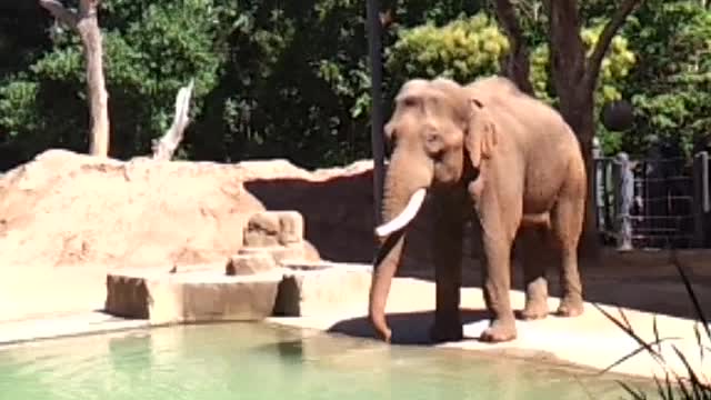 Elephant drinking water