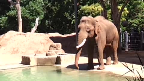 Elephant drinking water