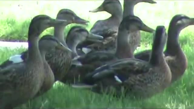 Canadian Geese visit my yard