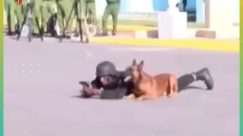 India vs north korea army dogs. #🐕@