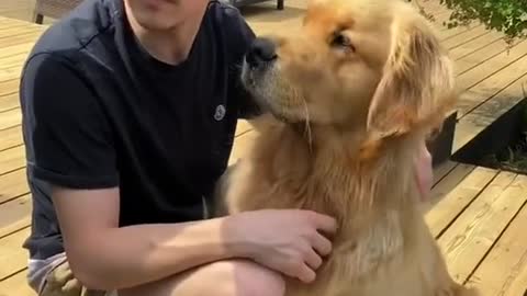 Activity of dog with his owner