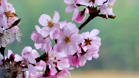 Beautiful almond tree blossoms