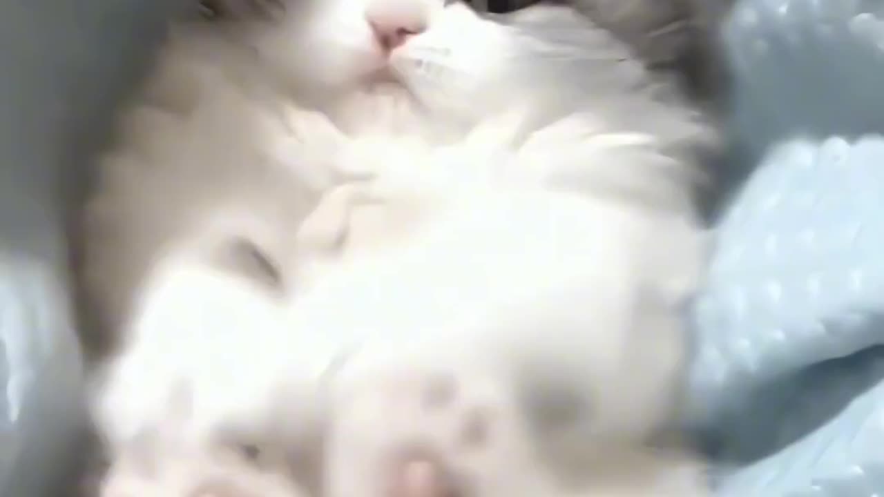 Funny cats