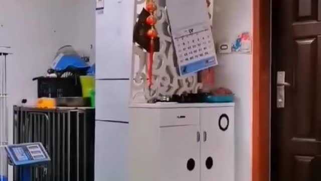 Stubborn cat 🤣🤣ðŸ˜ðŸ˜