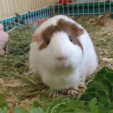 Guinea Pig Eating Cilantro