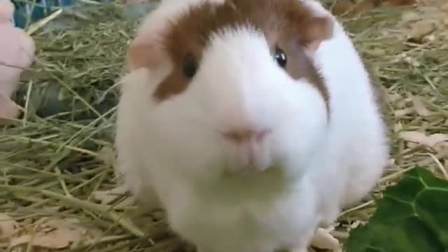 Guinea Pig Eating Cilantro