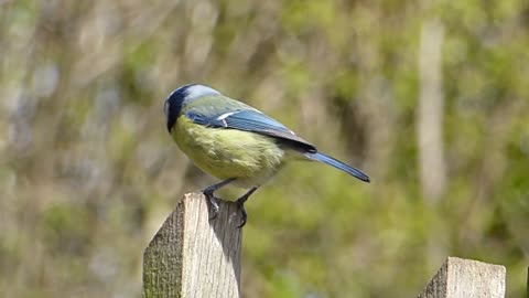 Enjoy birds singing