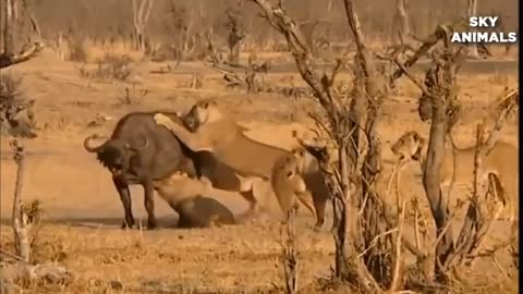 "Epic Battle of Survival: Lion vs. Buffalo - Unforgettable Wildlife Encounter"