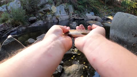 Urban Creek Fishing: Hidden Trout Haven by the City Freeway Revealed!