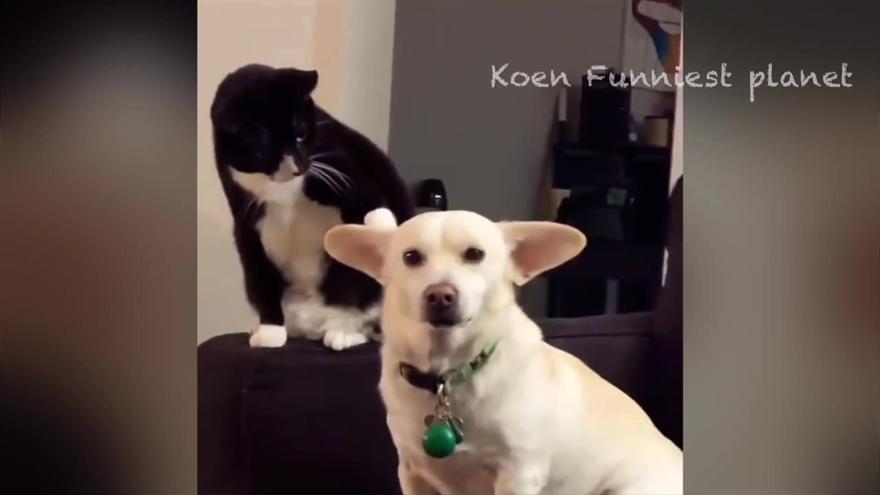 Cute funny dogs and cats video 🐕🐈"Don't laugh 😂🤩"""