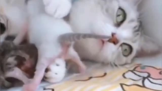 Funny Cute Puppies Playing Video